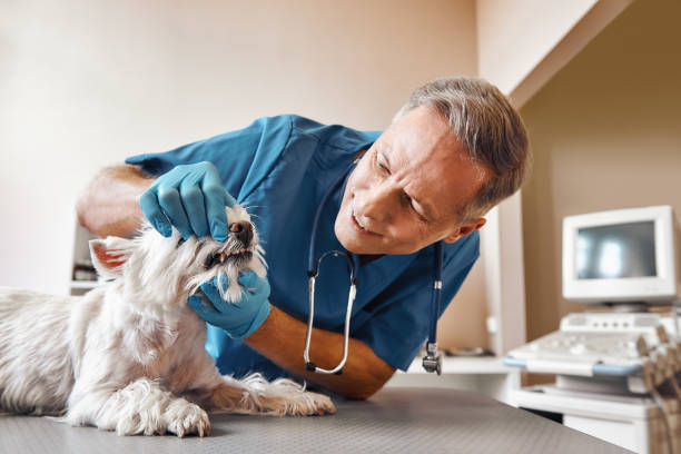 Best Same-Day Dentist Appointment  in Abbeville, GA